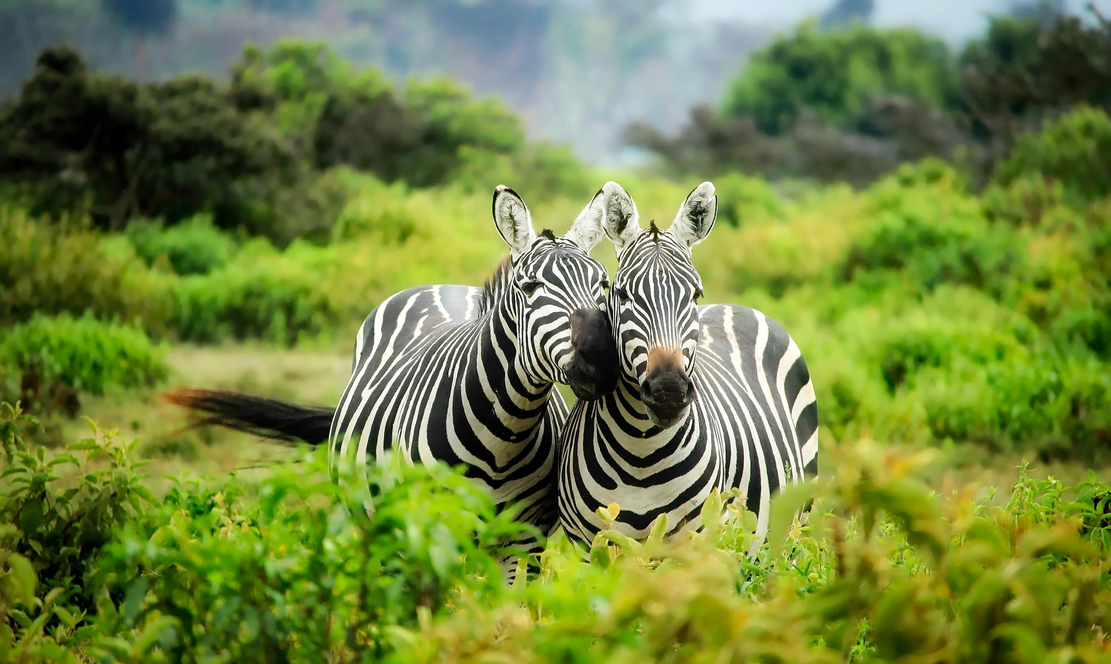 Africa – History, Geography & Cultural Legacy of the Cradle of Humanity