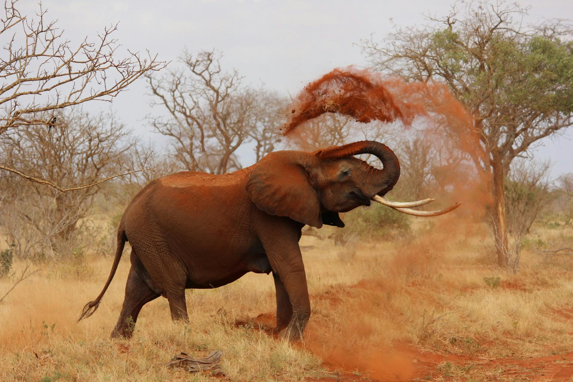 Africa – History, Geography & Cultural Legacy of the Cradle of Humanity