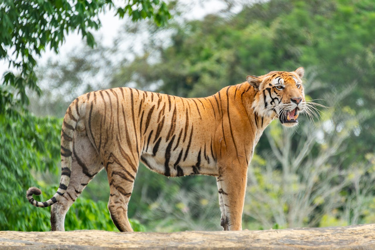 Bangladesh Travel Guide – Explore Rivers, Culture & Natural Wonders