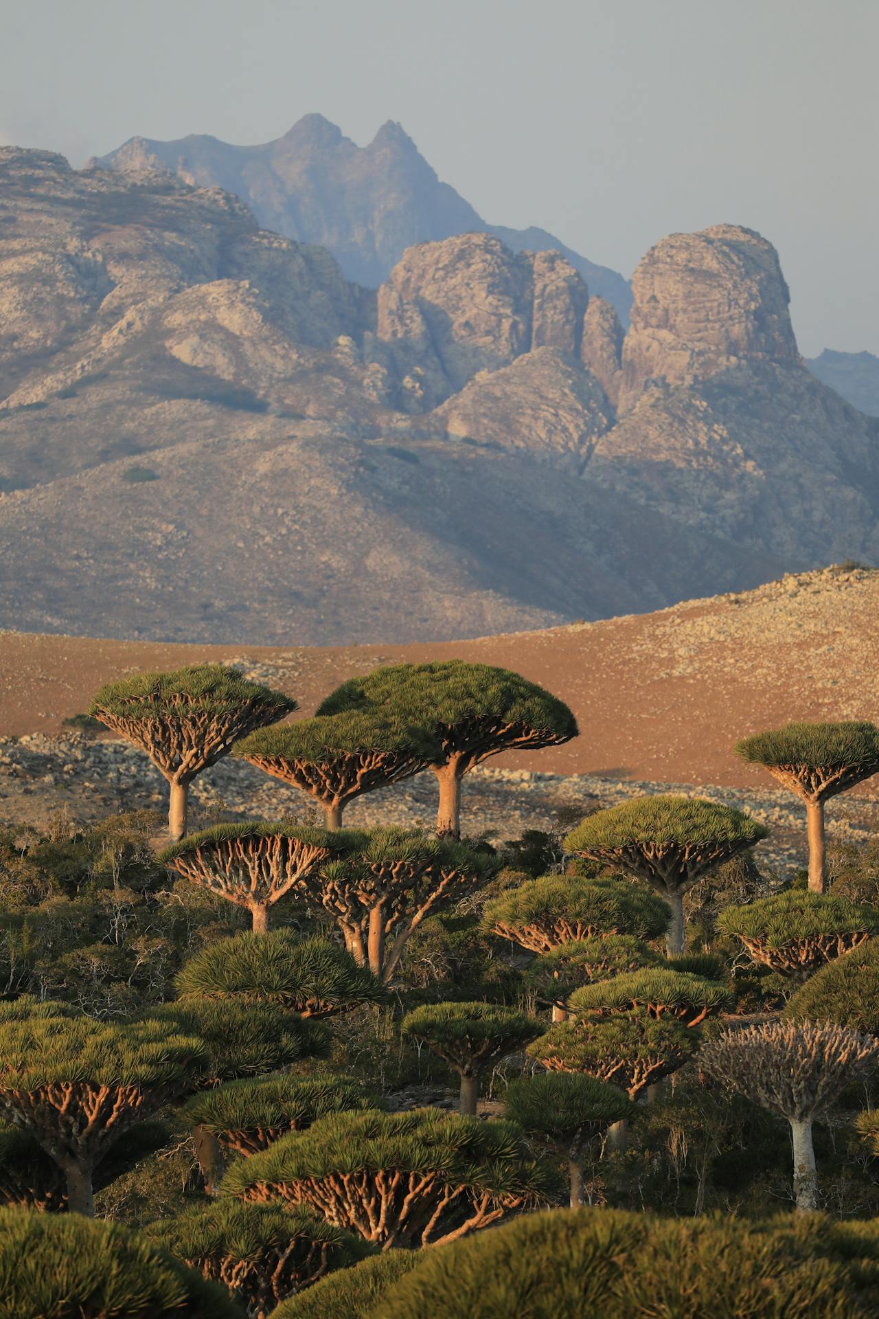 Yemen Travel Guide – Discover Ancient Arabia & Socotra Island